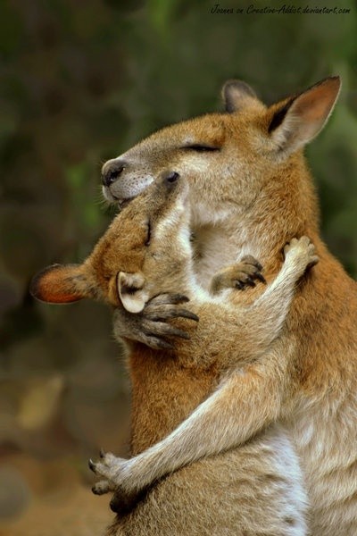 Photo:  kangaroos love